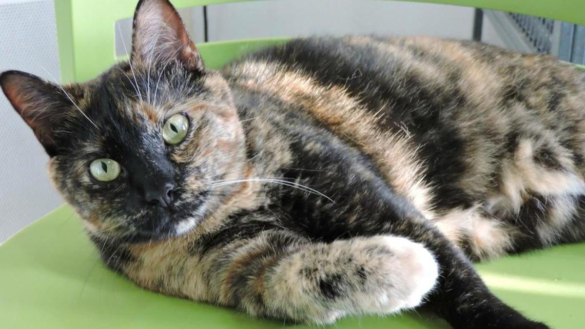 Olive is a sweet cat looking for a nice home.