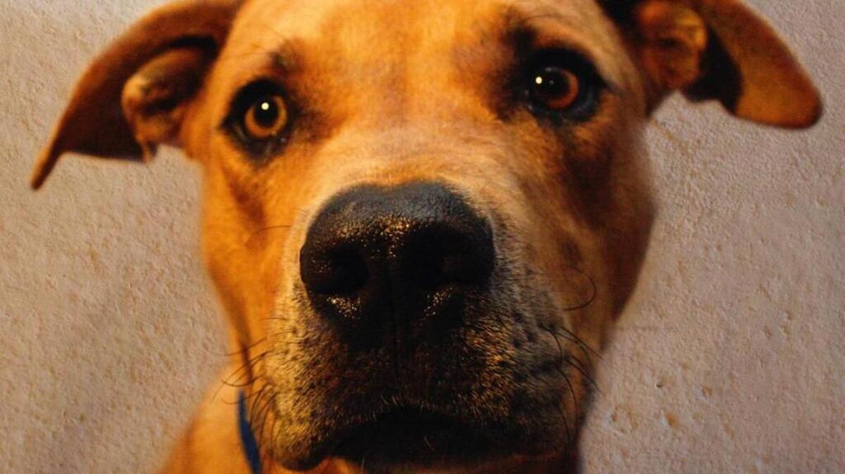 Rocky is a lovable 4-year-old boy who is a mix of Catahoula, boxer and pitbull.