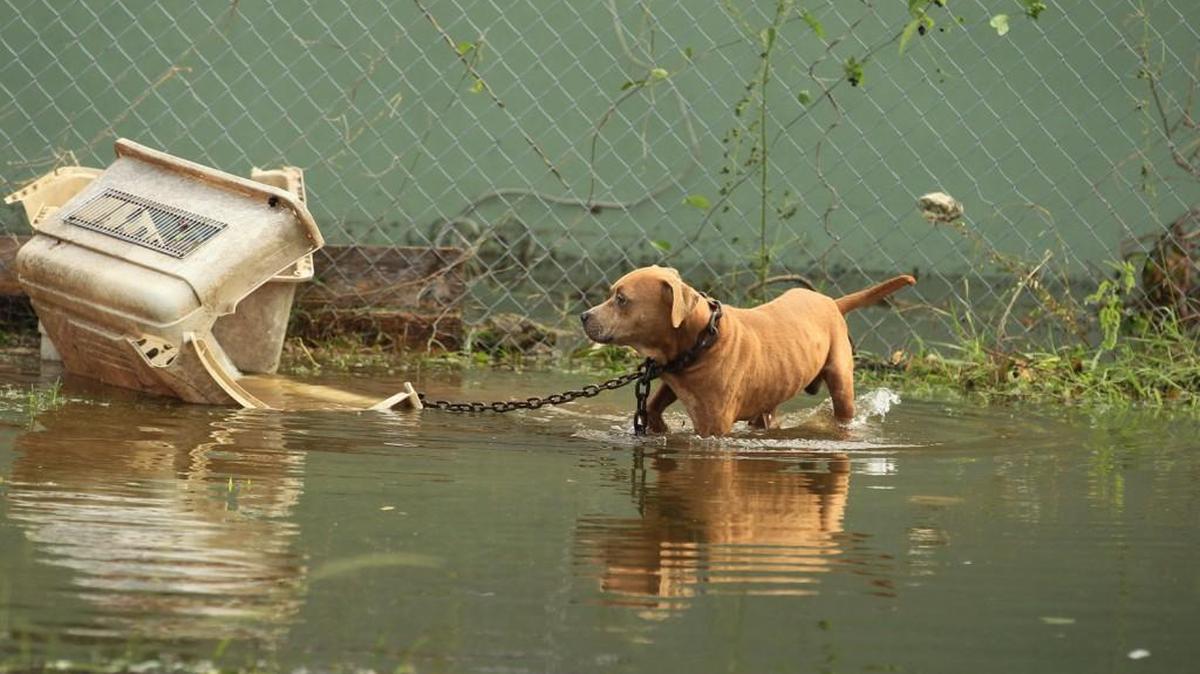 A chained dog tries to break away from a container in a flooded garden after the passing of Hurricane Matthew in the Nassau, Bahamas, in 2016.