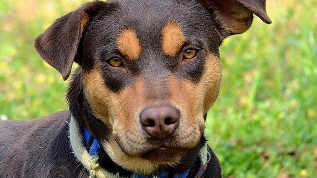 Harley is an 4-year-old female Doberman pinscher mix.
