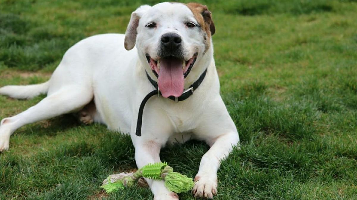 McCloud is a playful 4-year-old male available for adoption.