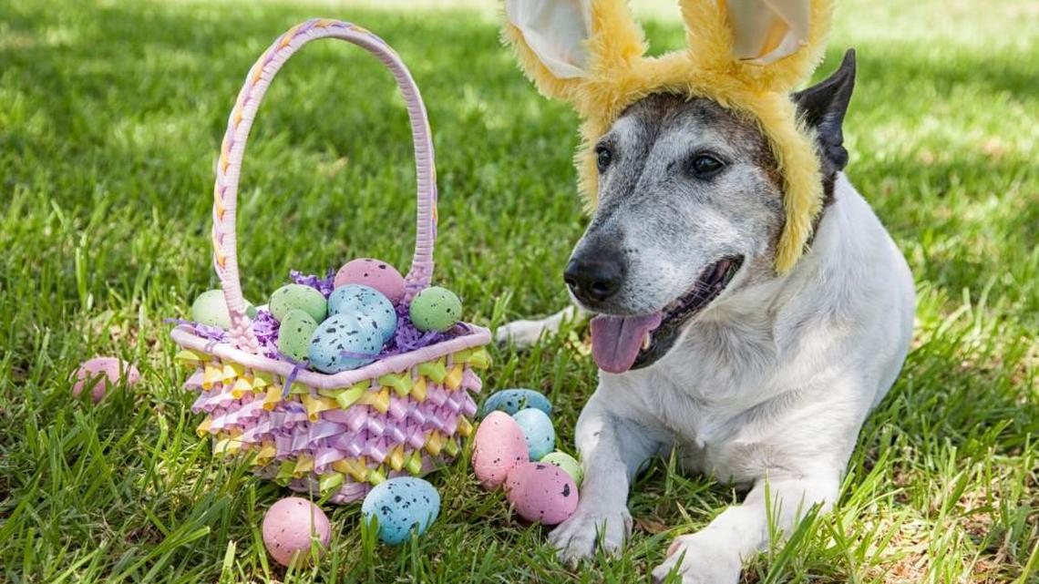 Make Easter safe for pets