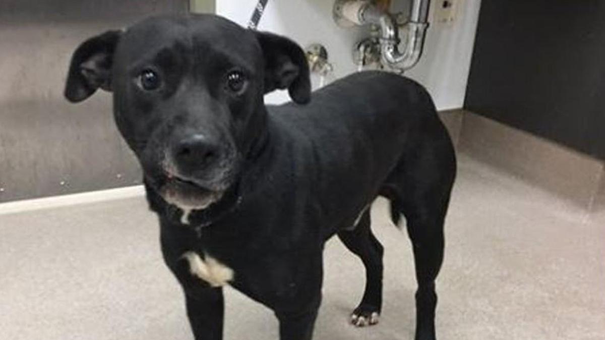 Maddox is a lab-bulldog mix.