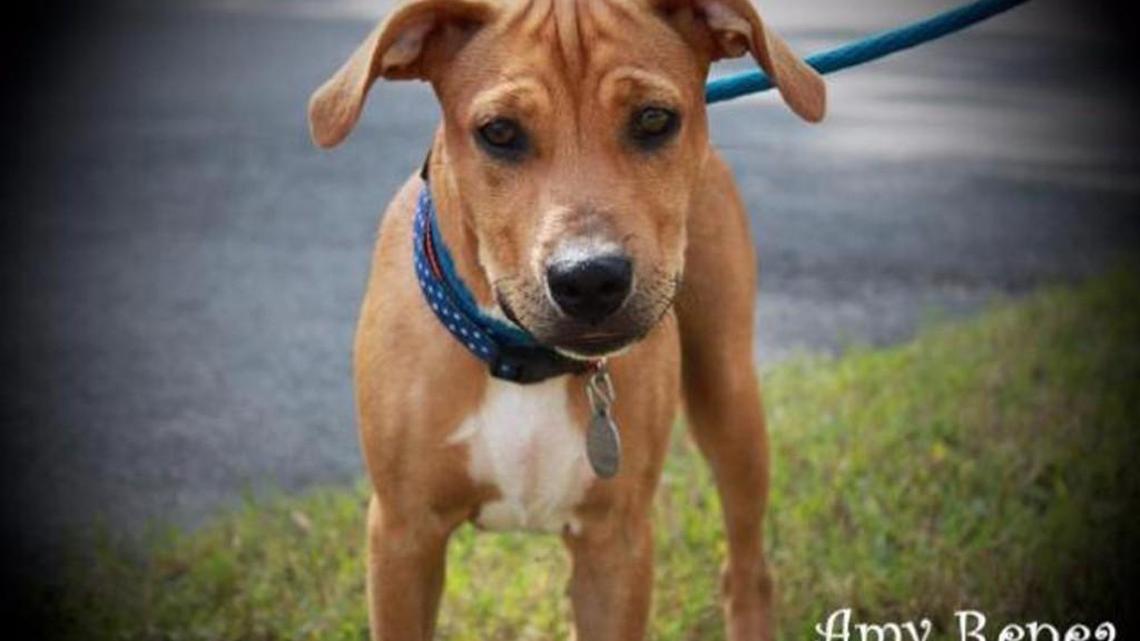 Pet of the week: Amy Renea