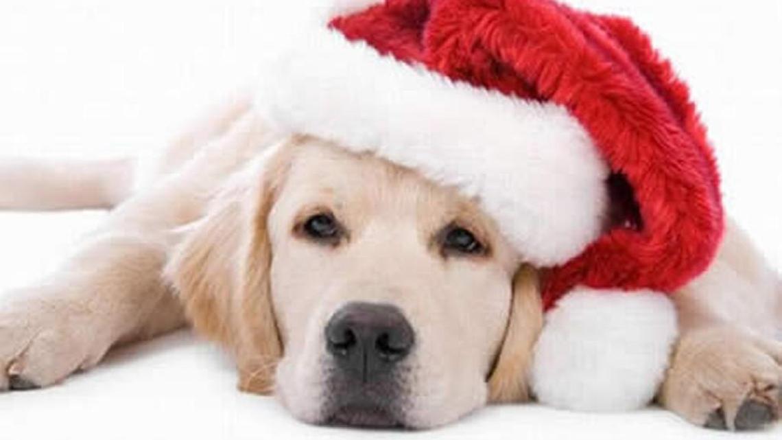 Check out holiday open house at Save A Pet