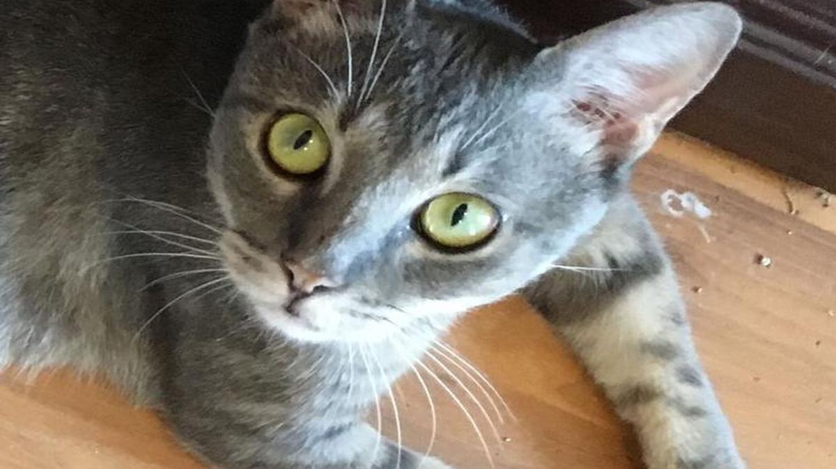 Charlie is a cat with special needs, but it’d be worth it to have this sweet boy around.