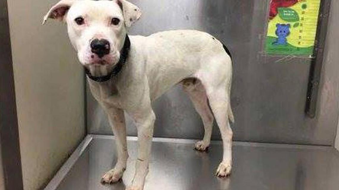 Pet of the week: Mack