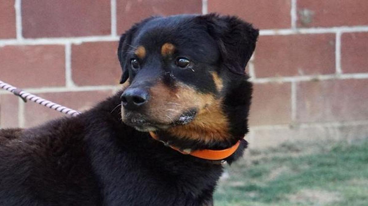 Winston is a 6-year-old Rottweiler available for adoption at All About Animals.