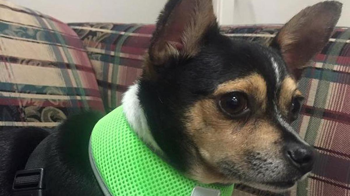 McWinky is a young male chihuahua looking for a home.