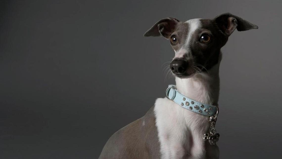 Make 2017 great for your pet