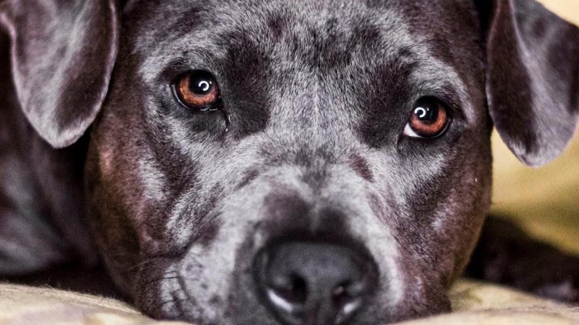 Pet of the week: Yuki