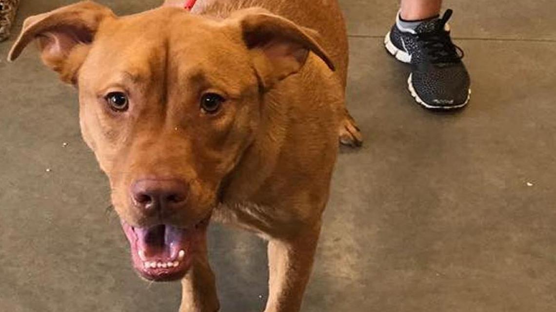 Pet of the Week: Max