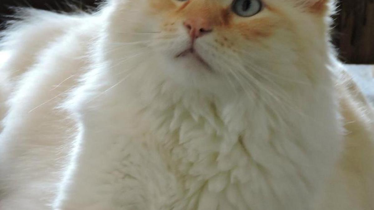 Tigger is looking for a loving home.