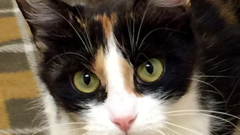 Pet Picks: Middle Georgia Adoptable Animals (updated Oct. 22, 2016)