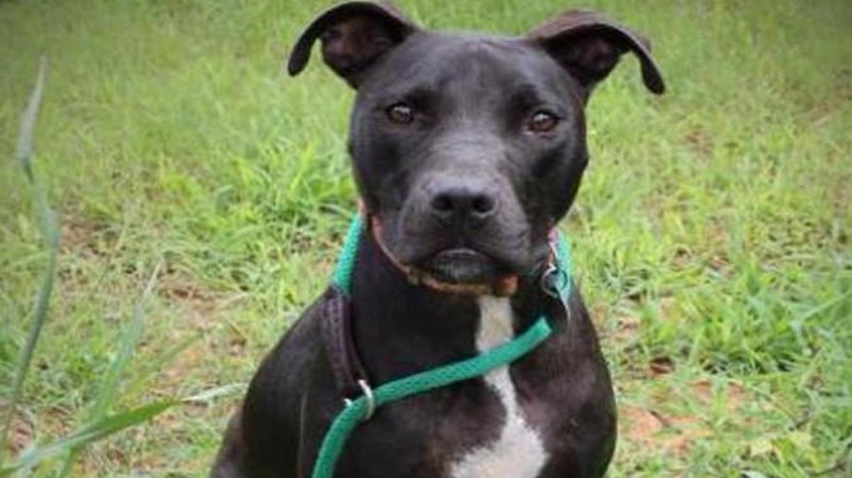 Macy is a young Labrador retriever and pit bull mix.