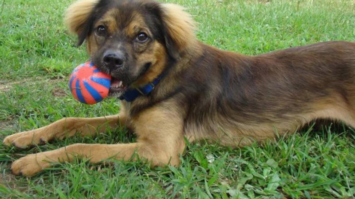 Bones is a young Leonberger mix.