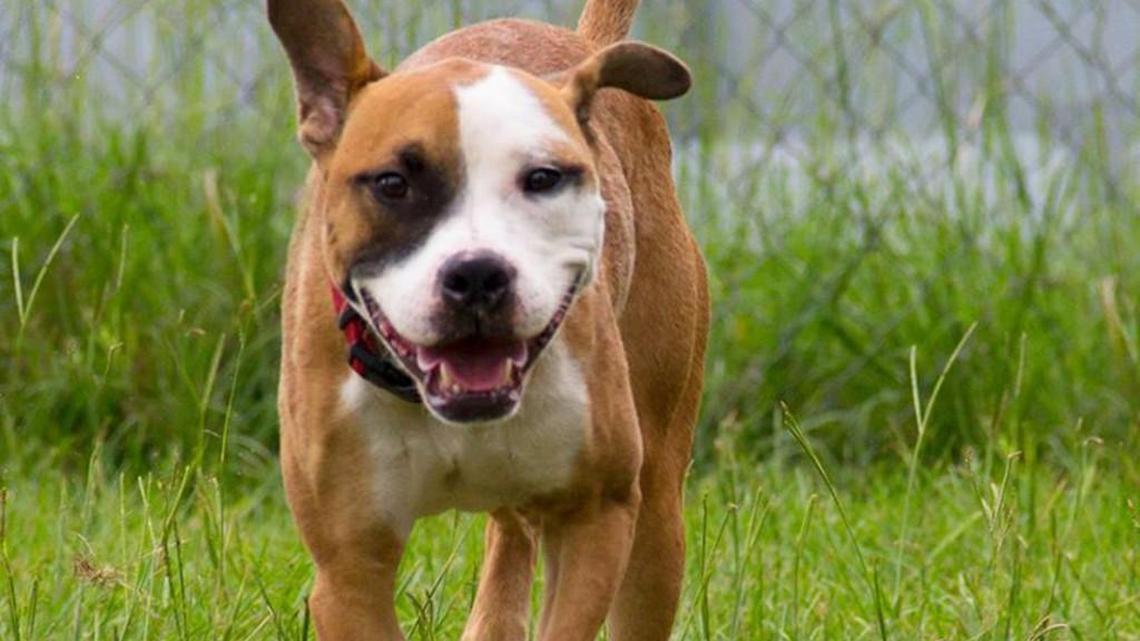 Pet of the week: Gabriel