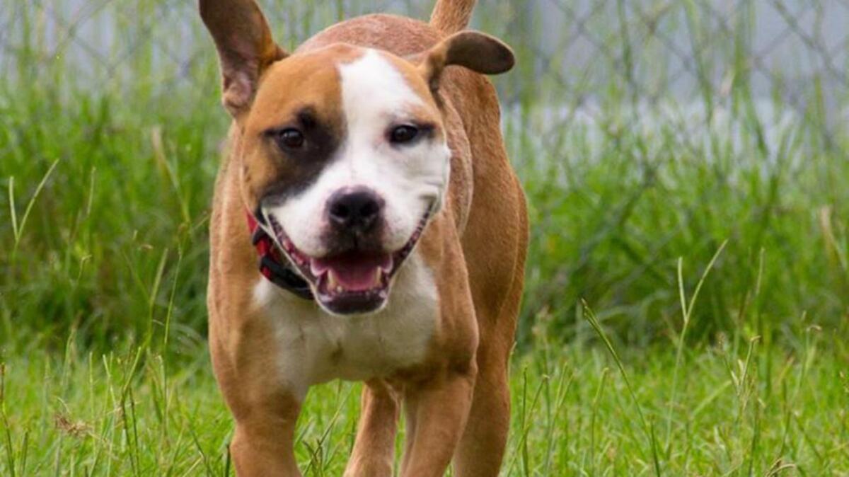 Gabriel is a 2-year-old male boxer mix.
