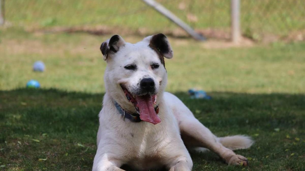 Agate is available for adoption at All About Animals in Macon.