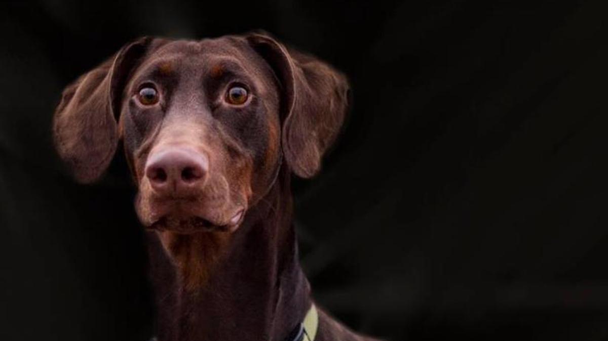 Rorschack is a young Doberman pinscher available for adoption.