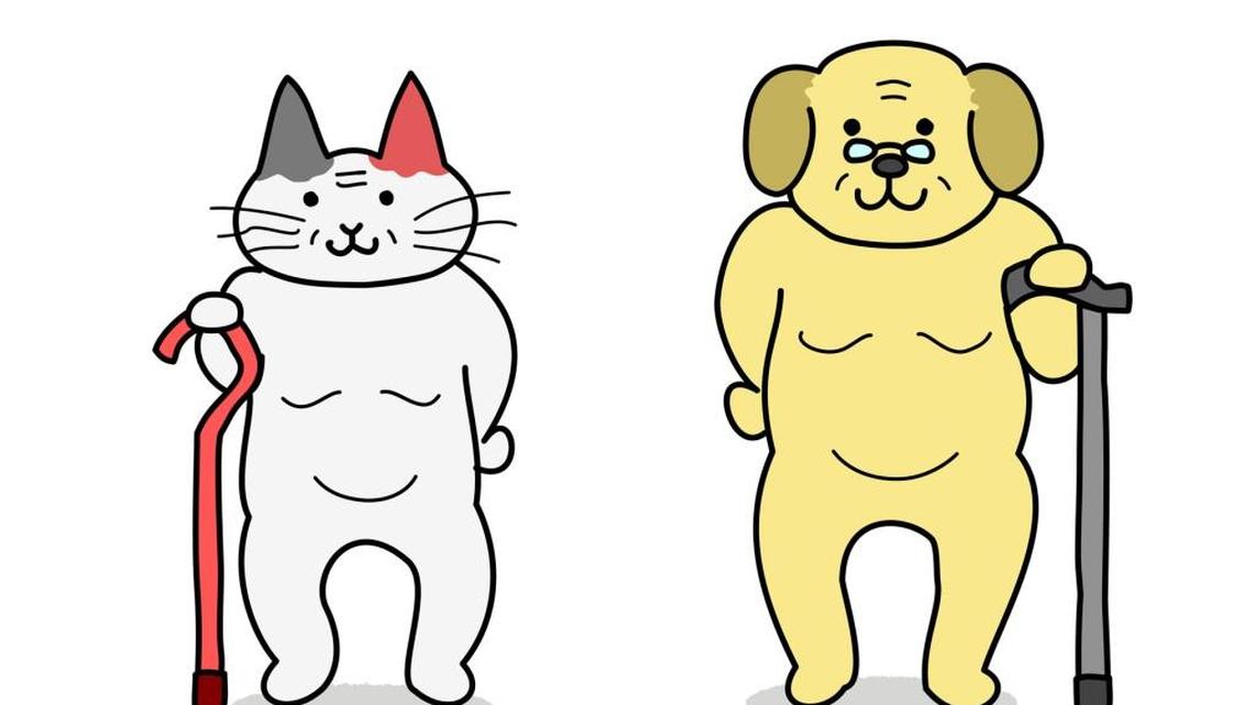 Aging pets face dementia