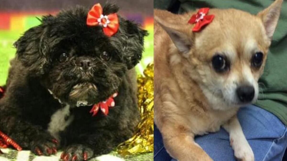 Lucy, left, is a black Shih Tzu mix female. Bella is female, Chihuahua mix female.