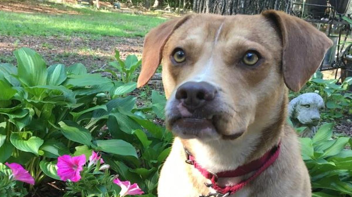 Reggie is off the streets now and looking for a home.
