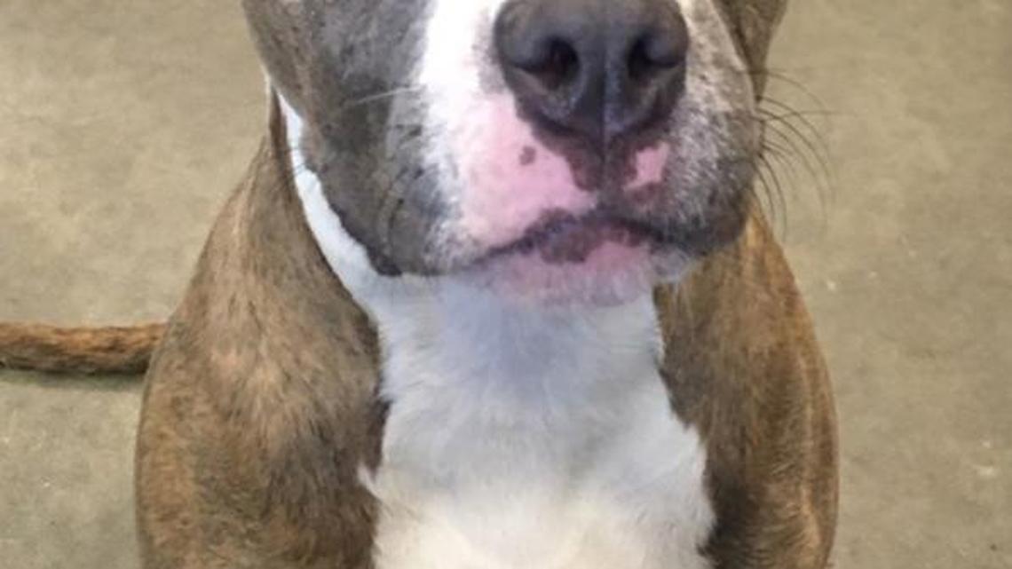 Pet of the week: Patricia