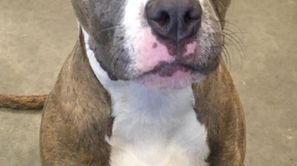 Patricia is a 10-month-old female brindle pitbull available for adoption from Macon-Bibb County Animal Welfare.