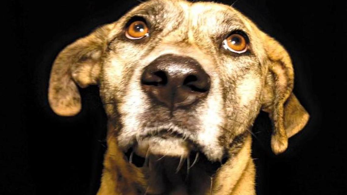 Pet of the week: Echo