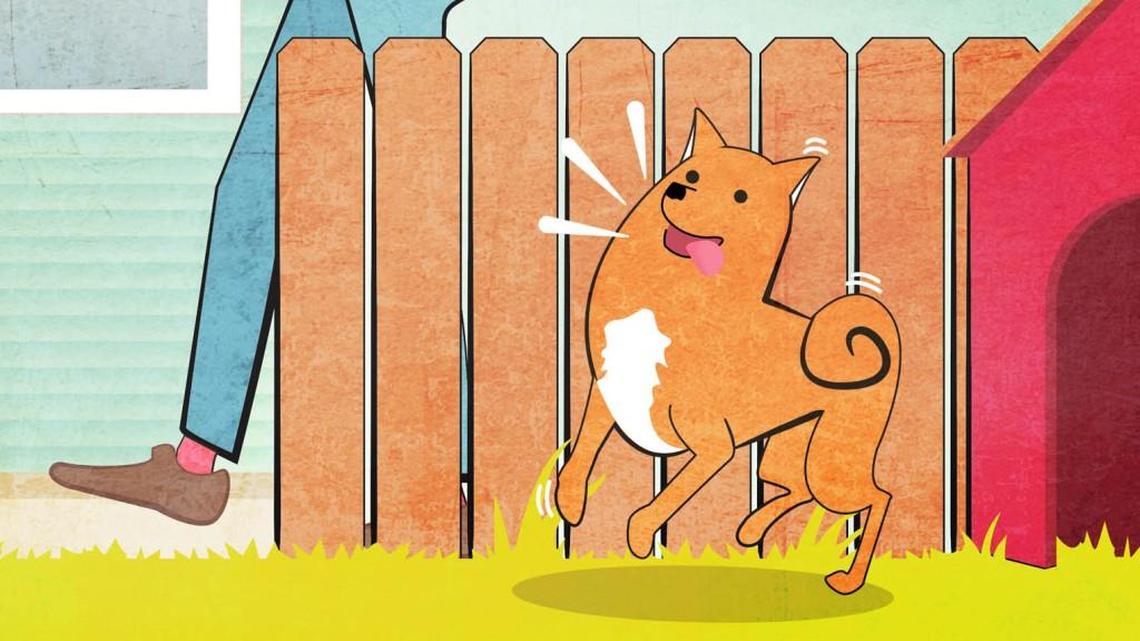 Do a spring checklist for your pet