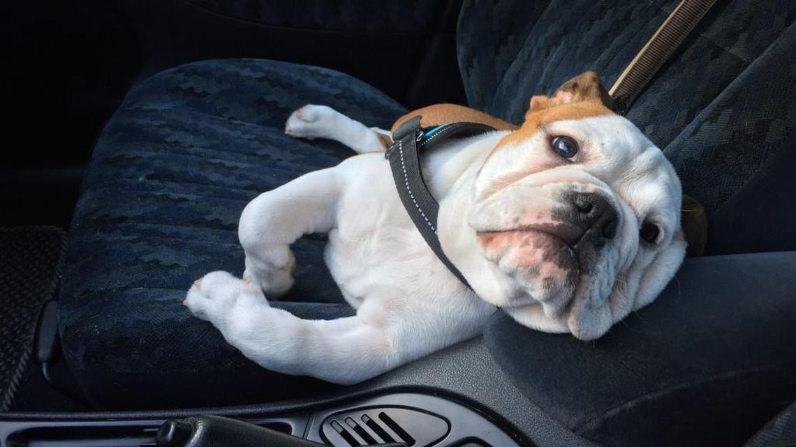 Pets in cars are a tragedy on its way