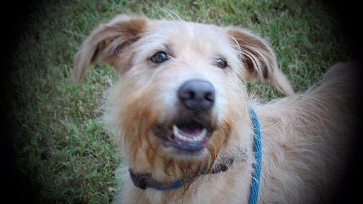 Muffin is a 5-year-old scruffy terrier mix.
