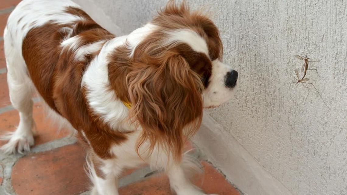 Mean menacing mosquitoes are a real danger