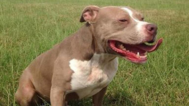 Pet Picks: Middle Georgia Adoptable animals (updated Oct. 7, 2016)
