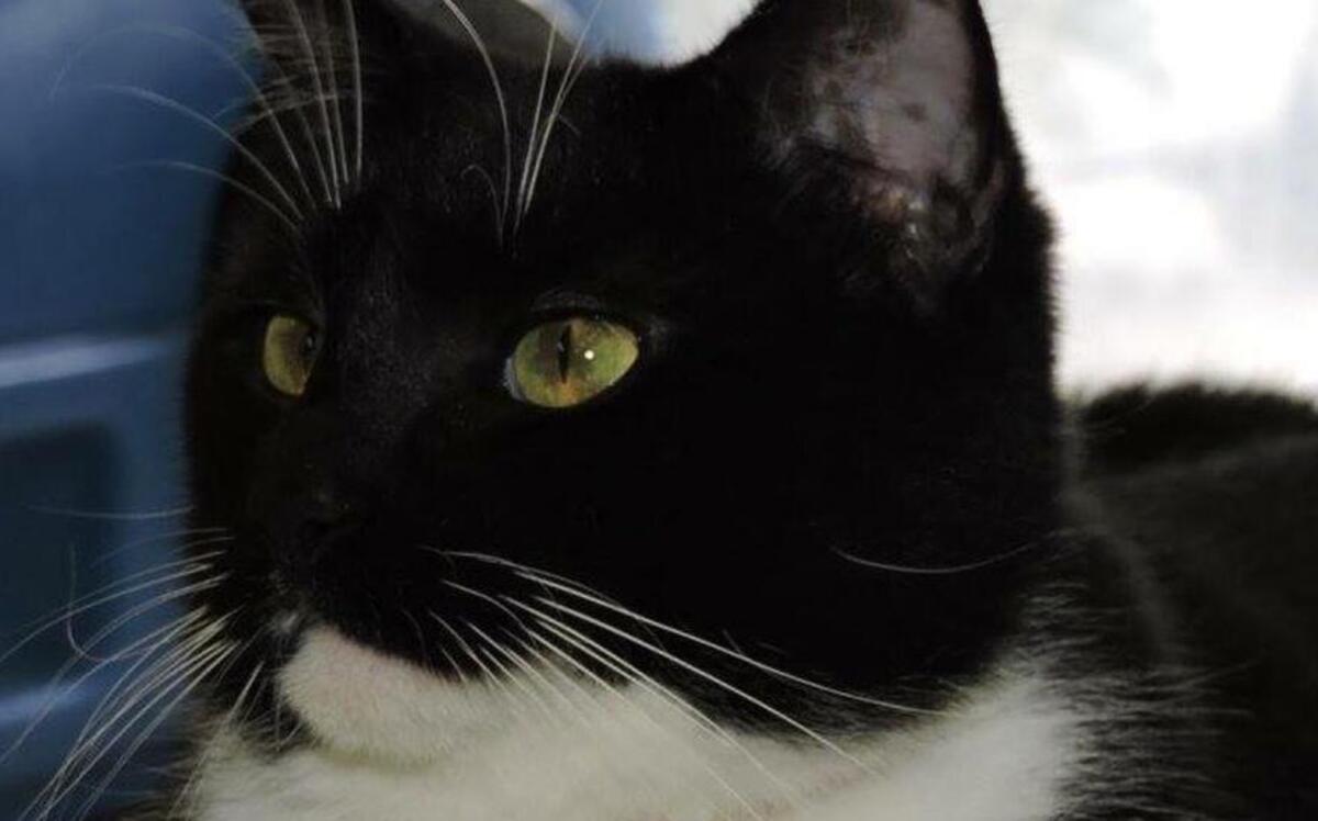 Sally is available for adoption at Kitty City Cat Rescue.