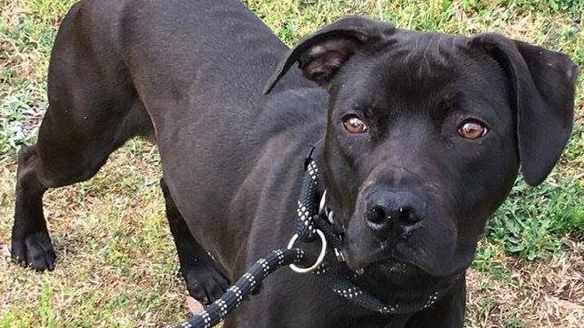 Capone is a very sweet and friendly 2-year-old.