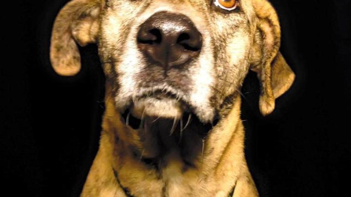 Echo is a Anatolian shepherd mix available for adoption from Critical Care for Animal Angels.