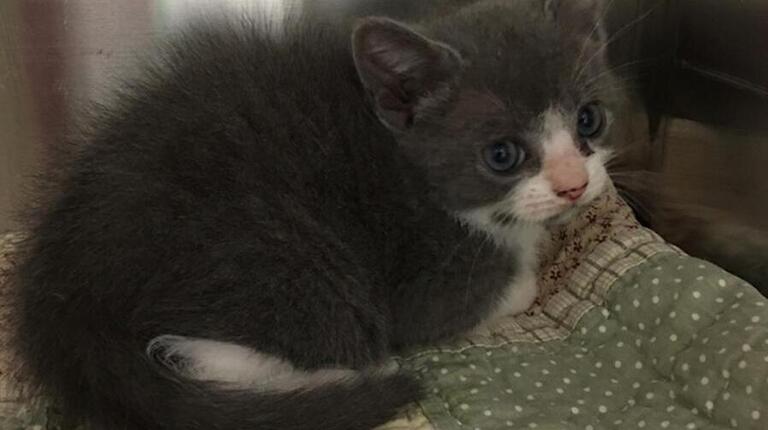 Pet Picks: Middle Georgia Adoptable animals (updated Sept. 23, 2016)