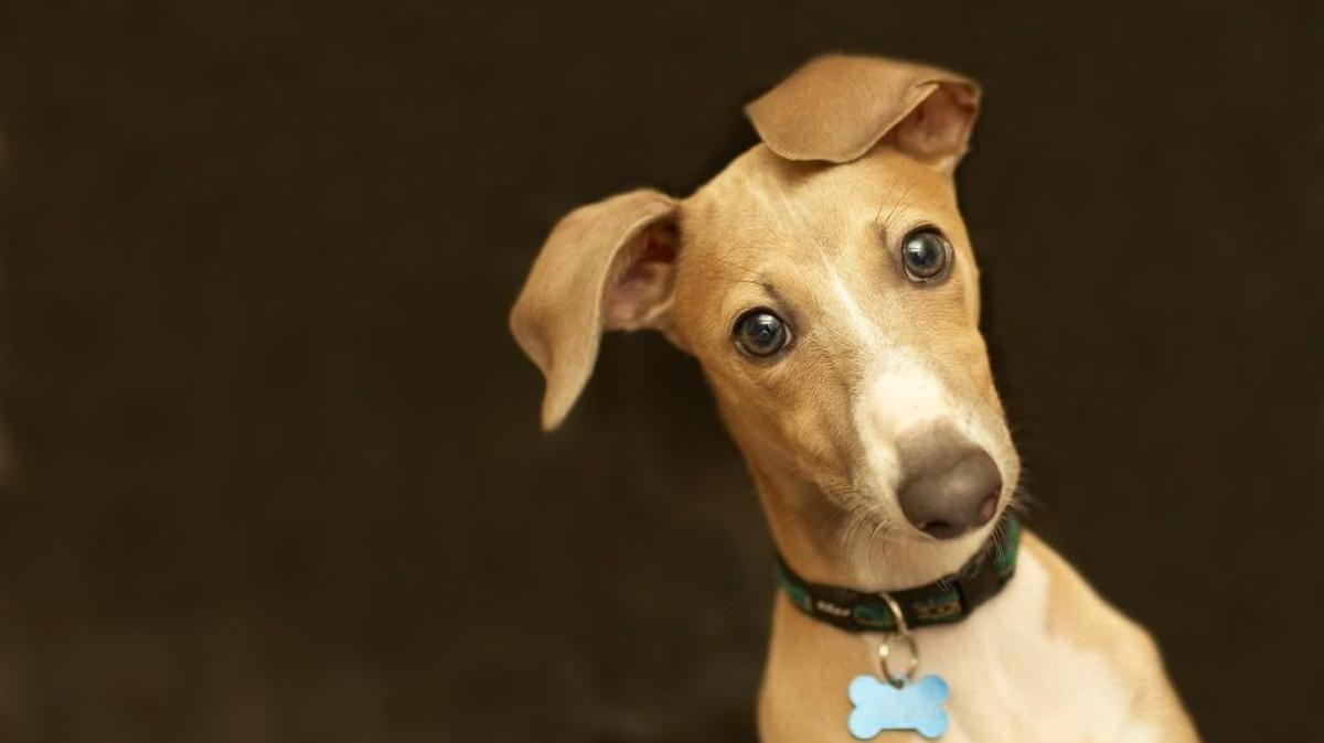 Remember to check your puppy’s collar as he grows so it doesn’t get dangerously tight.