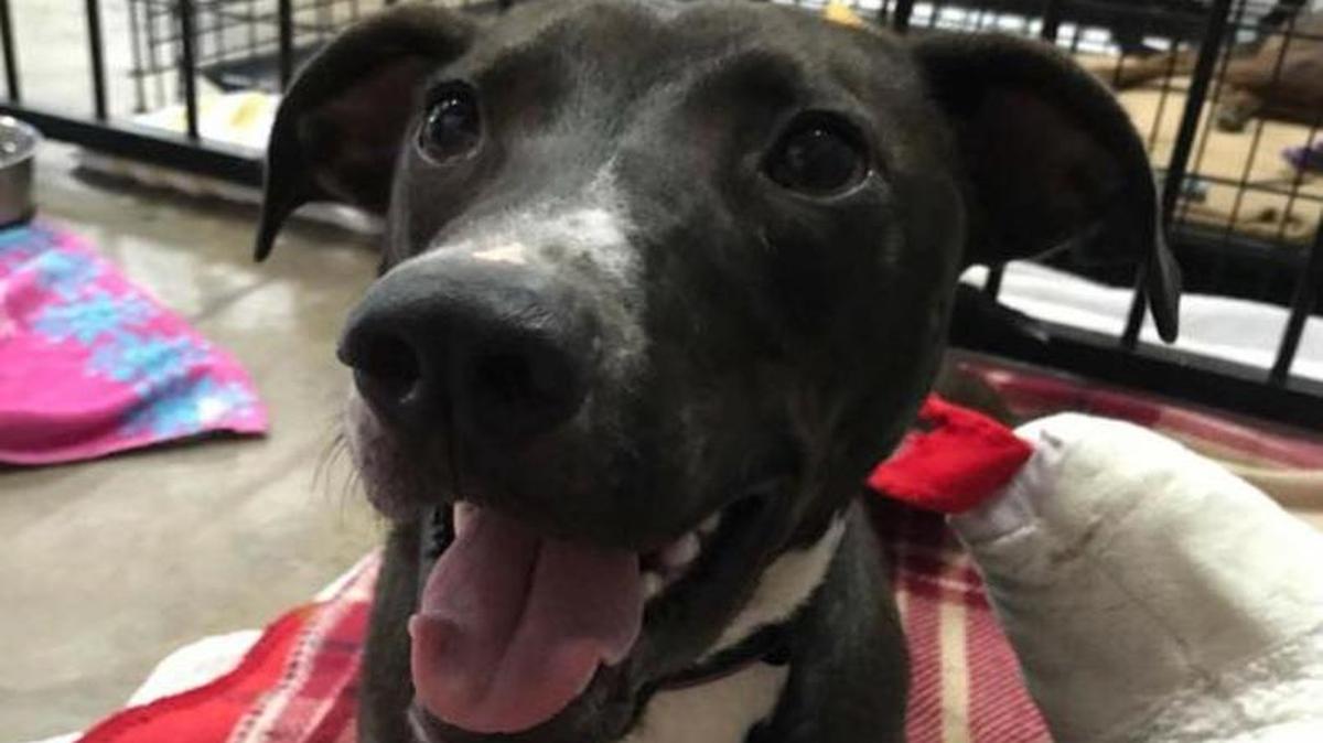 Oakley is a young male Labrador retriever/greyhound mix.
