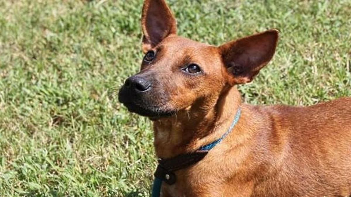 Red “Piper” is a 5-month-old terrier mix.