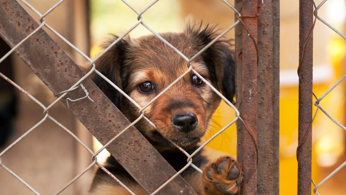 Giving thanks for rescuers and fosters