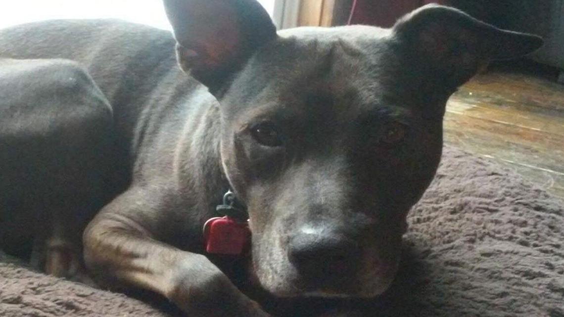 Dog left alone, bereft down here finds loving home way up there