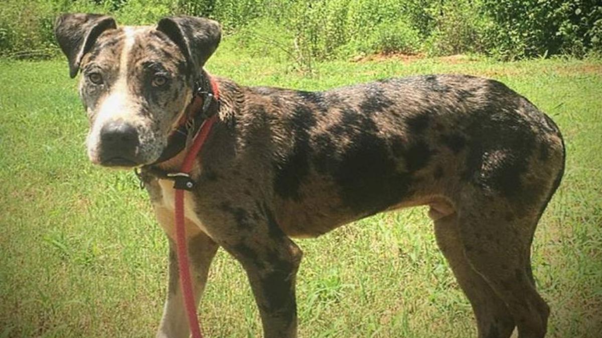 Drake has another shot at happiness thanks to caring rescue folks.