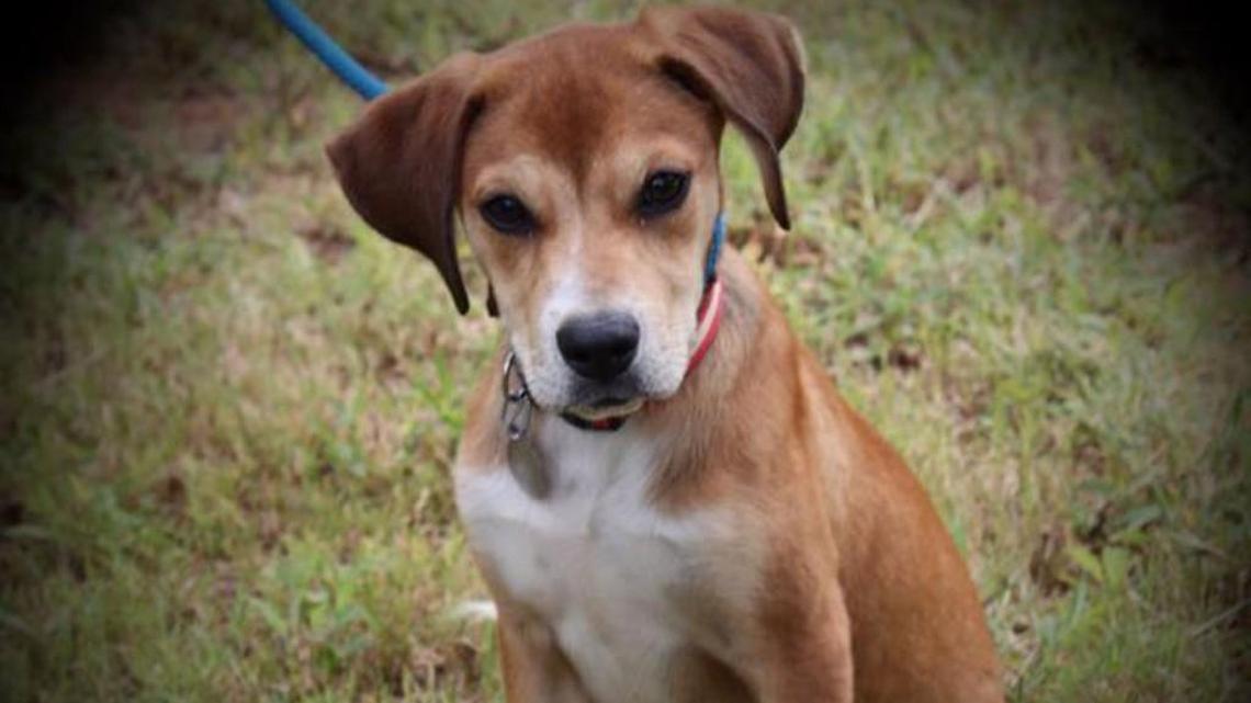 Pet of the week: Kendall