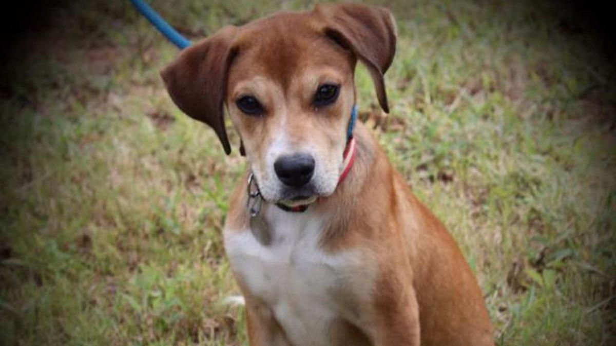 Kendall is an 9-month-old hound mix.