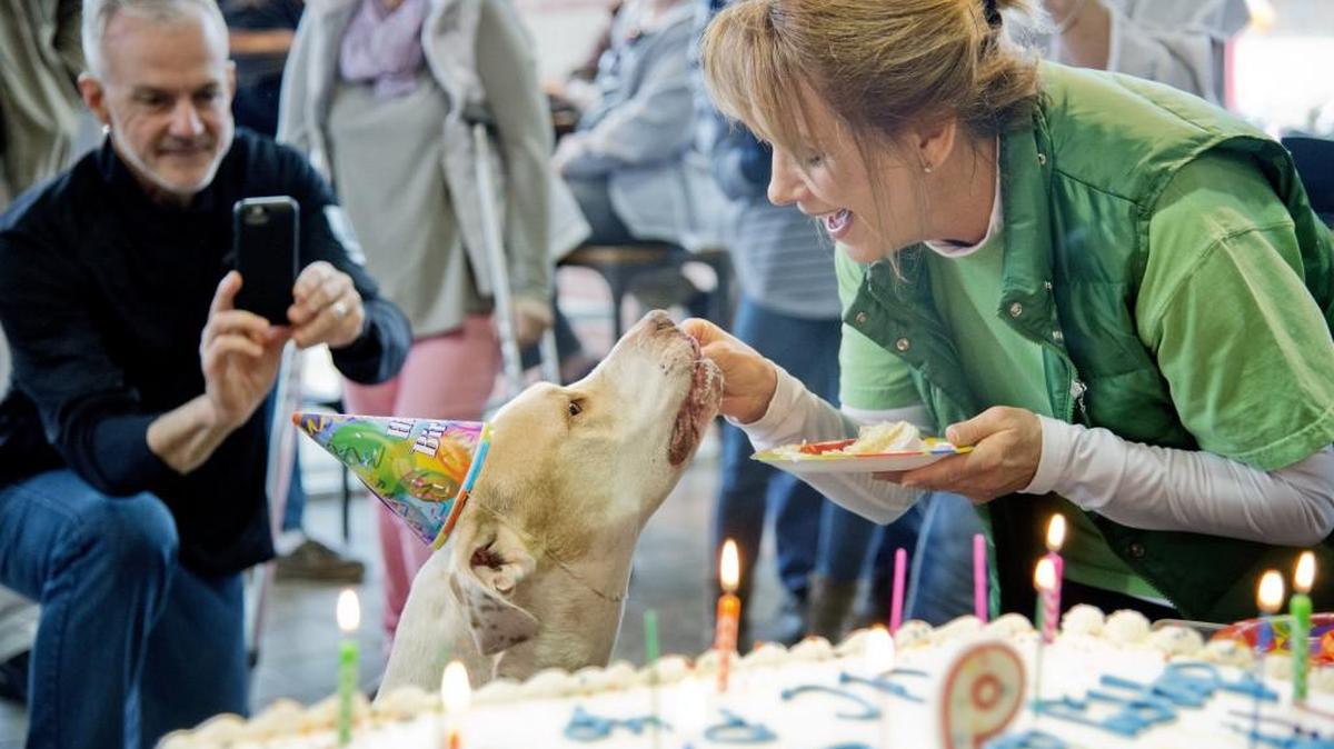Patti Jones, of Central Georgia CARES feeds AC Pup some birthday cake during his ninth birthday celebration Jan. 27 at Harley Davidson of Macon. The party also featured a pet adoption drive, music and free food.