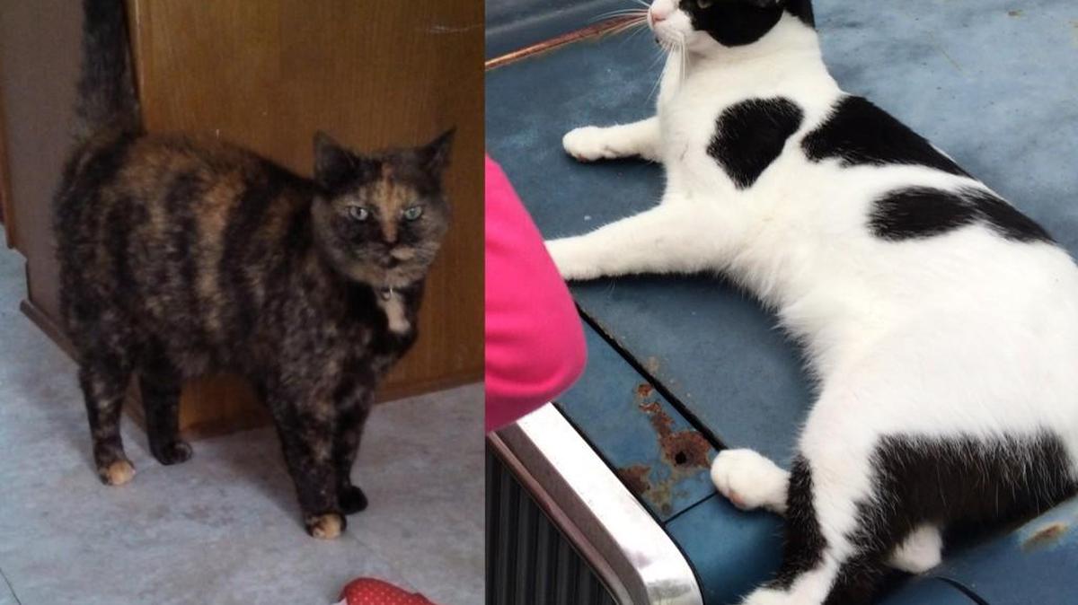 Two kitties lost during the evacuation of Hurricane Matthews are being sought in Middle Georgia. Reece’s, left, went missing near Ocmulgee East Boulevard in Macon. Snoopy went missing near Eagles Springs in Centerville.