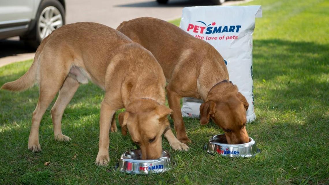 Filling furry tummies